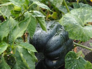 dessert med jordgubbar